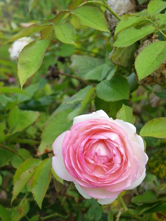 Вилла Fleur De Ciel Loos-en-Gohelle Экстерьер фото